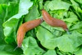 Snail with lettuce leaf Royalty Free Stock Photo