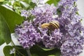 Snail in the lilac Royalty Free Stock Photo