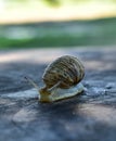 Snail, little snail, little snail with an ancient armor, a street snail, a gray snail,