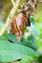 Snail with a long spiral shell crawling on a branch with big thorns surrounded by green leaves