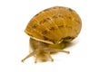 Snail looking at the camara Royalty Free Stock Photo