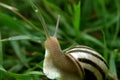 Snail looking to right view from back