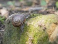 A snail is, in loose terms, a shelled gastropod. The name is most often applied to land snails, terrestrial pulmonate gastropod Royalty Free Stock Photo