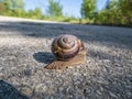 A snail is, in loose terms, a shelled gastropod. The name is most often applied to land snails, terrestrial pulmonate gastropod Royalty Free Stock Photo