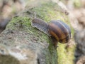 A snail is, in loose terms, a shelled gastropod. The name is most often applied to land snails, terrestrial pulmonate gastropod Royalty Free Stock Photo