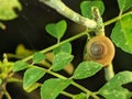 A snail is, in loose terms, a shelled gastropod. Royalty Free Stock Photo