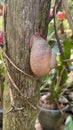 Best image of a snail Royalty Free Stock Photo