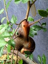 A snail walking along a tree branch