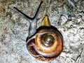 A snail is, in loose terms, a shelled gastropod. The name is most often applied to land snails, terrestrial pulmonate Royalty Free Stock Photo