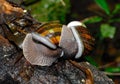 Snail love in Madagascar