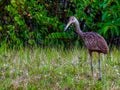 The snail-loving Limpkin, on the hunt for breakfast Royalty Free Stock Photo