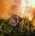 snail close-up macro moss bokeh blur textured