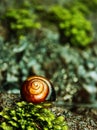 Snail macro in natural environment