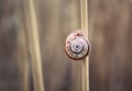 Snail macro photo. Snail in its natural habitat Royalty Free Stock Photo
