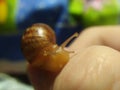 Snail macro photo Royalty Free Stock Photo