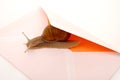 Snail Mail Royalty Free Stock Photo