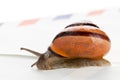 Snail mail Royalty Free Stock Photo