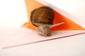 Snail Mail Closeup Royalty Free Stock Photo