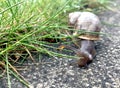 Snail makes its way through the grass jungle of a back garden lawn