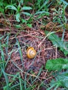 A snail makes its way through the grass