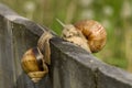 Snail meeting Royalty Free Stock Photo