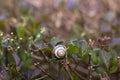 White-lipped banded snail attached for winter hibernation to a top of a brunch of urban shrub fence. Royalty Free Stock Photo