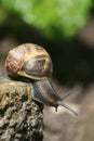 Snail on a mission Royalty Free Stock Photo