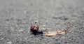 Snail on a Mission Royalty Free Stock Photo