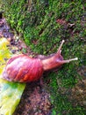 snail is a mollusk animal that runs slowly and secretes a lot of mucus Royalty Free Stock Photo