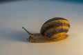 Snail with mollusk