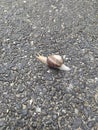 Snail mollusk crawling on the asphalt