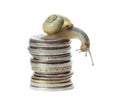 Snail on money Royalty Free Stock Photo