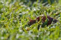 Snail morning feeding.