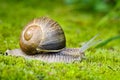 Snail on the moss Royalty Free Stock Photo