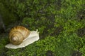 Snail on moss Royalty Free Stock Photo