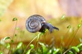 Snail on moss