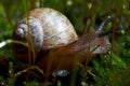 Snail on moss