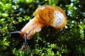 Snail on moss Royalty Free Stock Photo