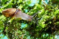 Snail on moss