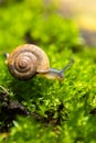 snail and moss leaf Royalty Free Stock Photo