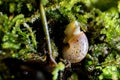 snail moss macro small nature life Royalty Free Stock Photo