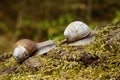 Snail on moss Royalty Free Stock Photo