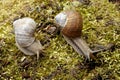 Snail on moss Royalty Free Stock Photo