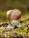 Snail on moss Royalty Free Stock Photo