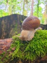 Snail. Moss. Summer Royalty Free Stock Photo