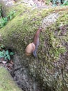 Snail on a Mossy Log