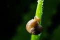 Snail