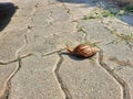 A snail move on the footwalk. Royalty Free Stock Photo