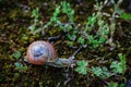 Snail in movement on dry ground with moss and tiny grass