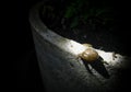 Snail moving in the flowerpot at night, wild life photography, shell pattern